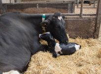 De nouvelles ressources pour les producteurs laitiers