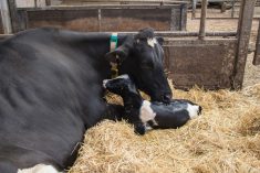 De nouvelles ressources pour les producteurs laitiers