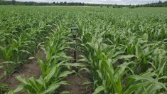 Un pas de plus vers des normes biologiques plus claires