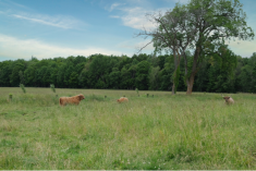 Les bovins de race Highland sont des animaux extrêmement résistants au froid, mais ils ont du mal à supporter la chaleur estivale. 