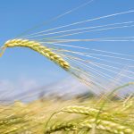 L’orge d’automne à l’essai depuis deux ans à la Ferme Terre à boire est l’orge Calypso commercialisée par l’entreprise Secan.