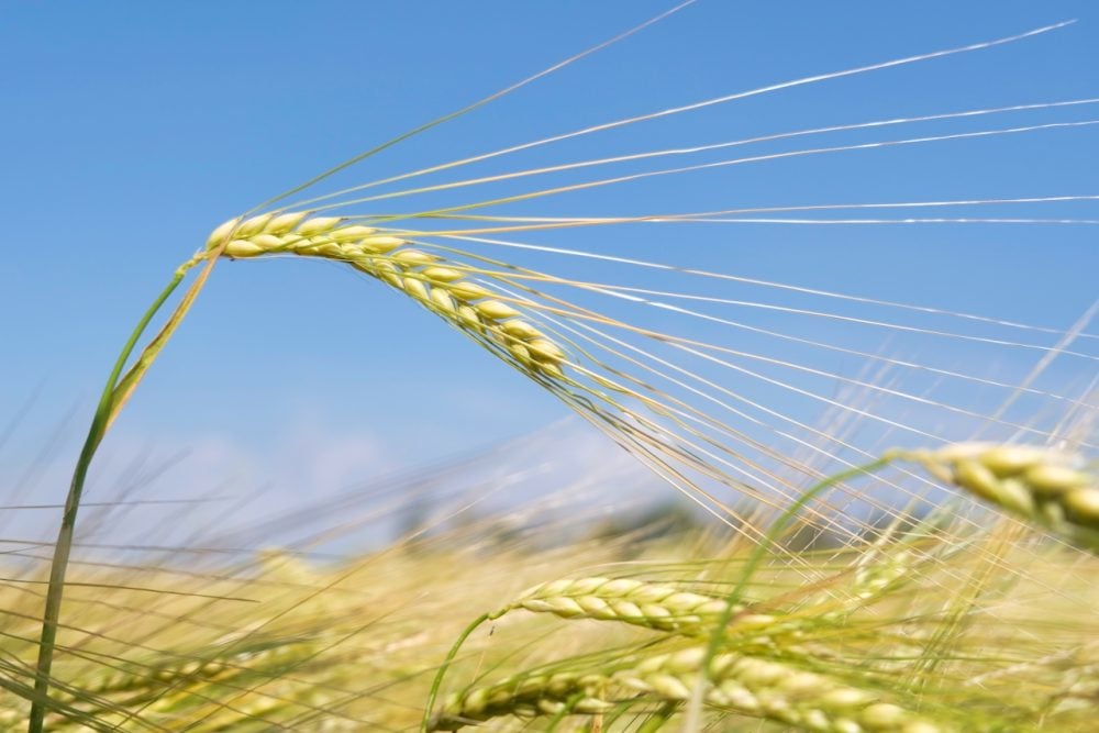 L’orge d’automne à l’essai depuis deux ans à la ferme Terre à boire est l’orge Calypso commercialisée par l’entreprise Secan.