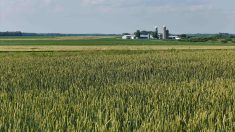 Plus d&rsquo;acc&egrave;s au financement agricole