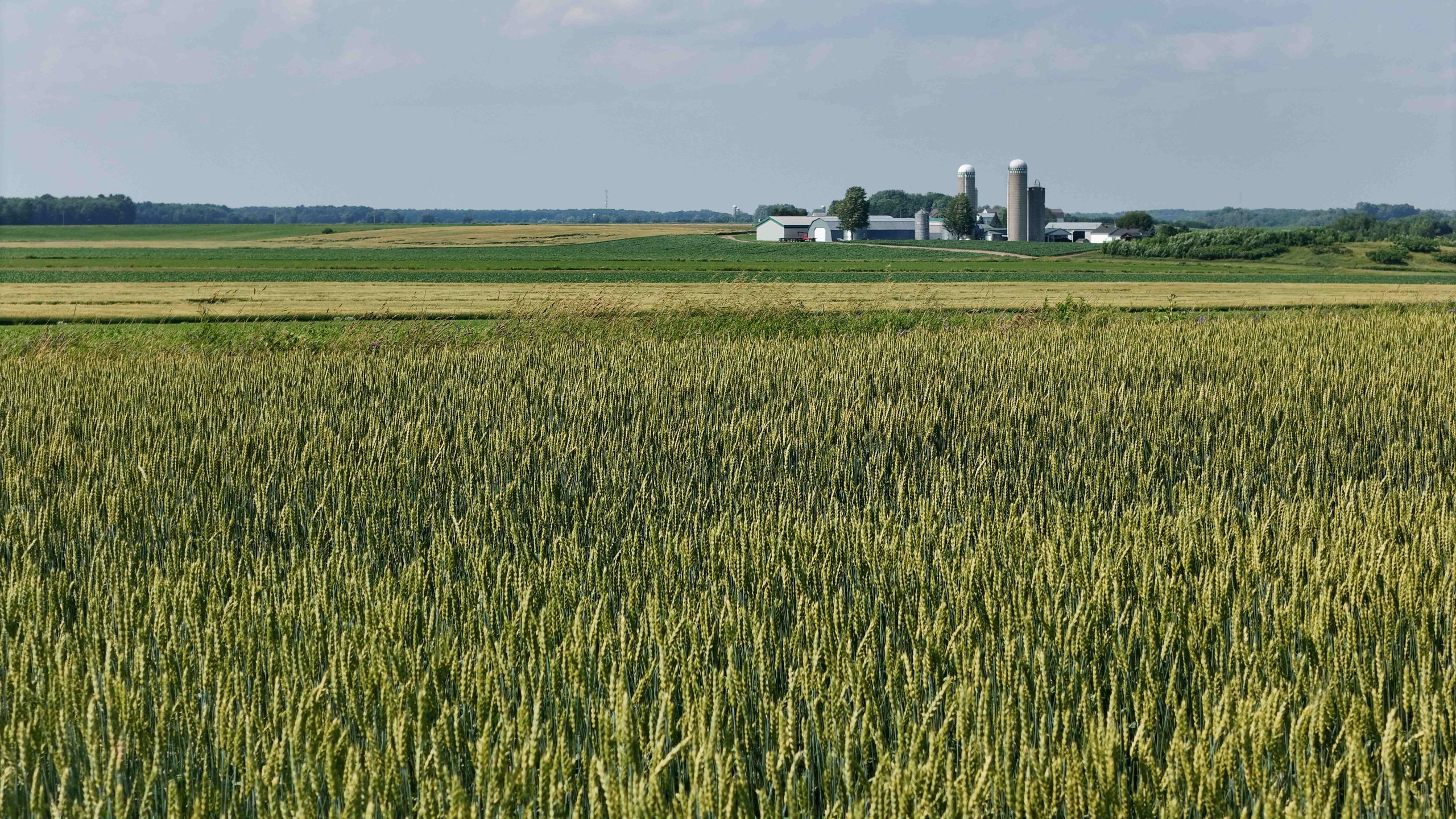 Aide pour appuyer la strat&eacute;gie internationale du Groupe Export agroalimentaire Qu&eacute;bec-Canada