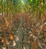 Photo de Dominique Dubuc, Ferme Dom Inc., Montérégie-Ouest
