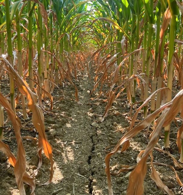 Photo de Dominique Dubuc, Ferme Dom Inc., Montérégie-Ouest