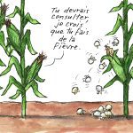 Symptôme du maïs
