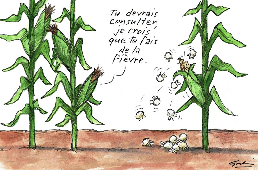 Symptôme du maïs
