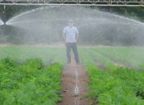 Au moment de la photo (31 juillet), les champs de carottes ont été arrosés trois fois, tandis que les champs de chou-fleur et de brocoli ont été arrosés deux fois. Photo : Yvon Therien