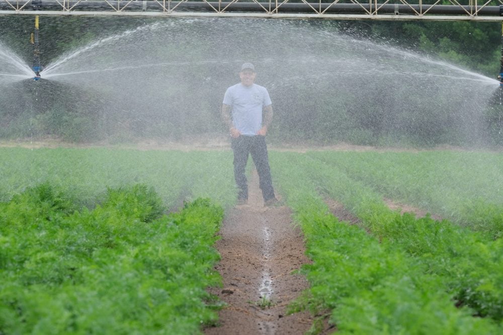 Au moment de la photo (31 juillet), les champs de carottes ont été arrosés trois fois, tandis que les champs de chou-fleur et de brocoli ont été arrosés deux fois. Photo : Yvon Therien