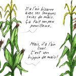 Un épi de maïs bizarre