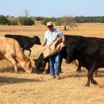 La sécheresse des dernières années a amené les éleveurs bovins des États-Unis à réduire leur cheptel bovin.