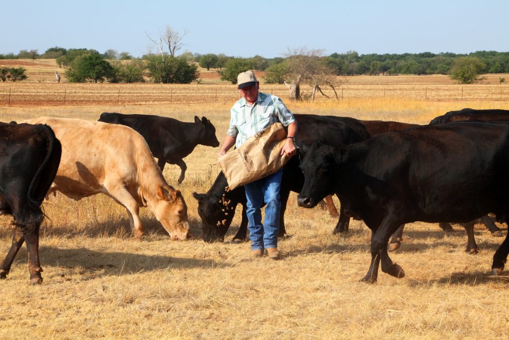 La sécheresse des dernières années a amené les éleveurs bovins des États-Unis à réduire leur cheptel bovin.