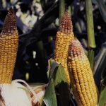 Épis ayant subi un stress post-fécondation, où les embryons avortés laissent des vestiges de péricarpe ou d’ébauches de grains.