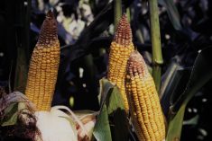 Épis ayant subi un stress post-fécondation, où les embryons avortés laissent des vestiges de péricarpe ou d’ébauches de grains.