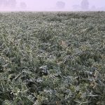 Il ne semble pas y avoir tant de plants de soya! Une fois dans le champ, on finit par avoir les mains pleines.