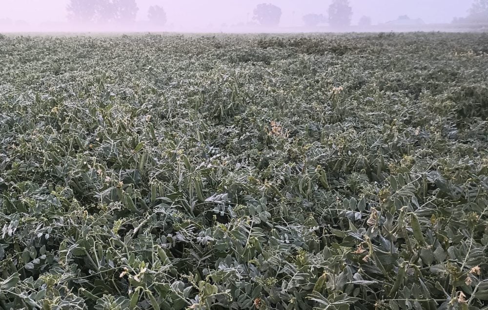 Il ne semble pas y  avoir tant de plants de soya! Une fois dans le champ, on finit par avoir les mains pleines.