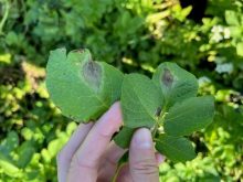 Lésions de mildiou (face supérieure de feuilles), Montérégie, 12 août 2025.