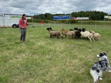 L'éleveuse de chiens de travail Élizabeth Bouchard Richard a fait une démontration dans le kiosque du CQPF à Expo-Champs.