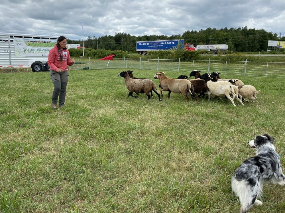 L'éleveuse de chiens de travail Élizabeth Bouchard Richard a fait une démontration dans le kiosque du CQPF à Expo-Champs.