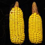 Pollinisation incomplète créée artificiellement par une pollinisation contrôlée effectuée hâtivement alors que toutes les soies n’étaient pas encore sorties – l’épi de droite ne montre aucune carcasse de grain sur la partie nue de la rafle.