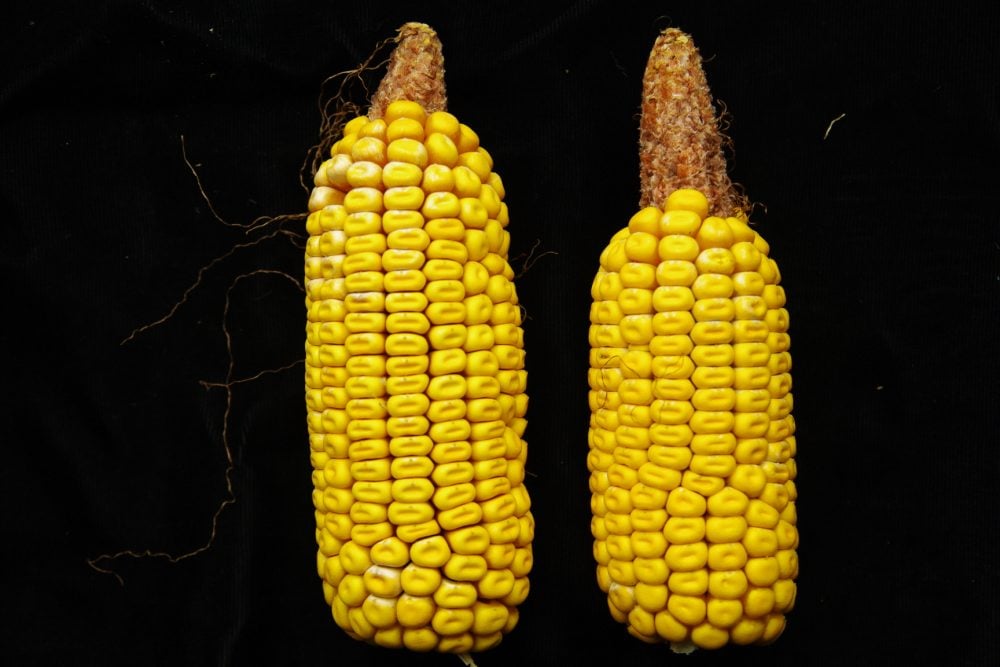 Pollinisation incomplète créée artificiellement par une pollinisation contrôlée effectuée hâtivement alors que toutes les soies n’étaient pas encore sorties – l’épi de droite ne montre aucune carcasse de grain sur la partie nue de la rafle.