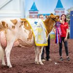 La Grande Championne du Suprême Laitier 2025, Valepierre Artisan Alice. Crédit photo: Lyse Neuville