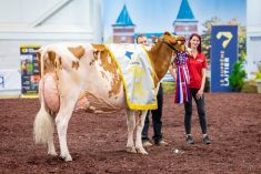 La Grande Championne du Suprême Laitier 2025, Valepierre Artisan Alice. Crédit photo: Lyse Neuville