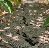 Par Sylvain Leroux, Ferme S.P. Leroux inc. dans les Laurentides