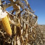D'ici 2034, plus d’un quart des cultures céréalières mondiales ne seront pas destinées à l’alimentation humaine ou animale, selon un rapport.