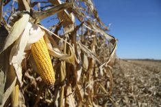 D'ici 2034, plus d’un quart des cultures céréalières mondiales ne seront pas destinées à l’alimentation humaine ou animale, selon un rapport.