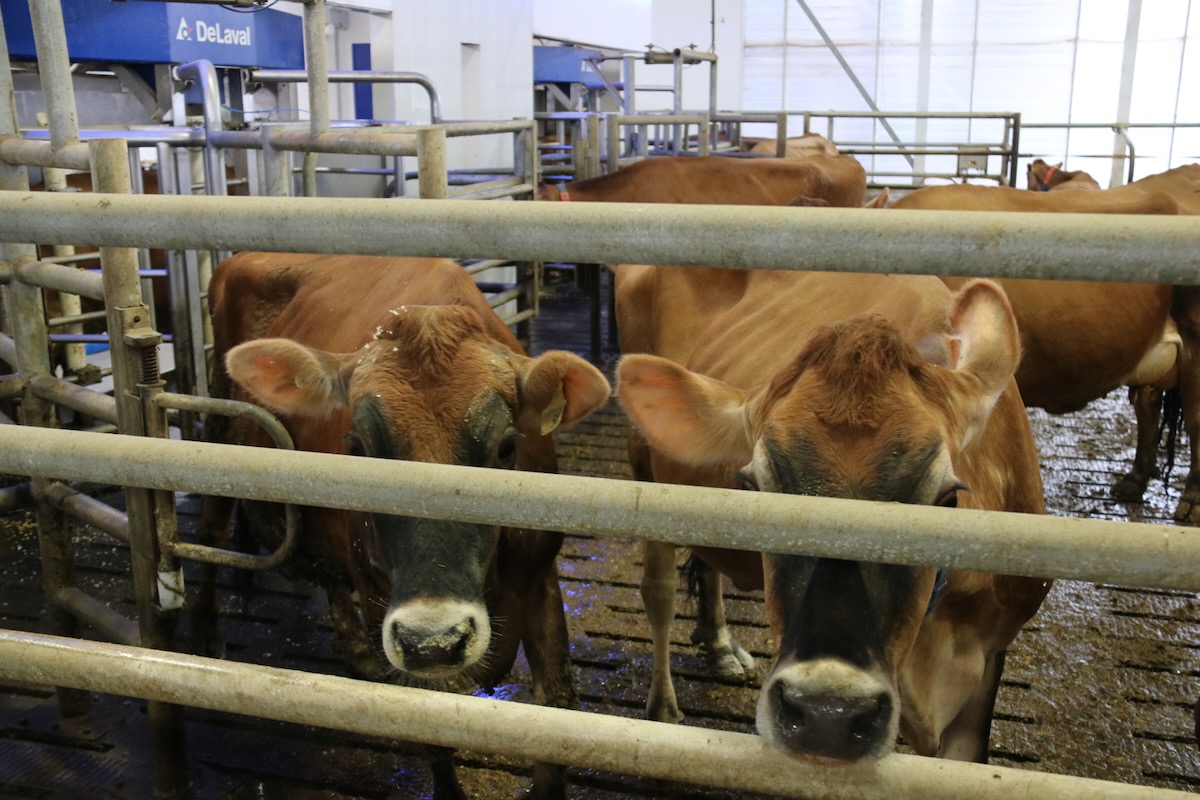 La personnalité individuelle des vaches affecte les performances au robot