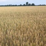 Effet catalyseur d’une cohorte sur le blé