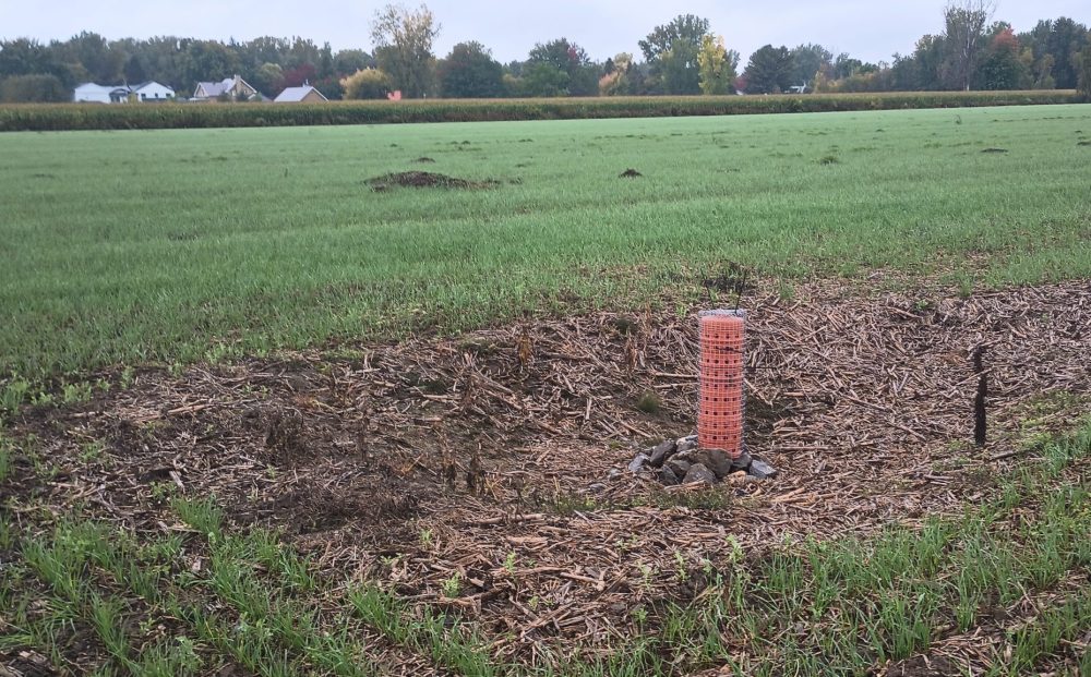 65% de nos blés d’hiver sont sortis de terre, alors qu’on se prépare à semer la dernière section derrière la récolte du soya.