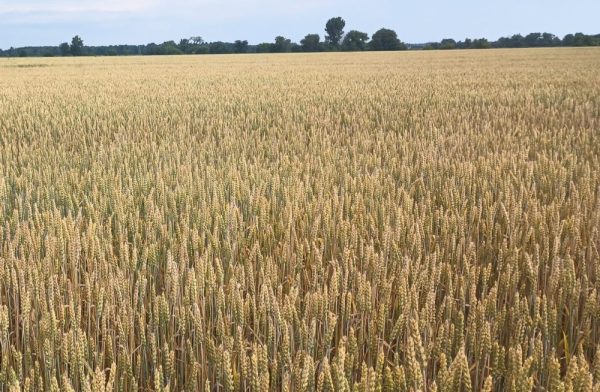 Effet catalyseur d’une cohorte sur le blé