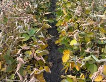 Photo par Catherine Pelletier, G&eacute;rard Maheu inc., Mont&eacute;r&eacute;gie-Ouest