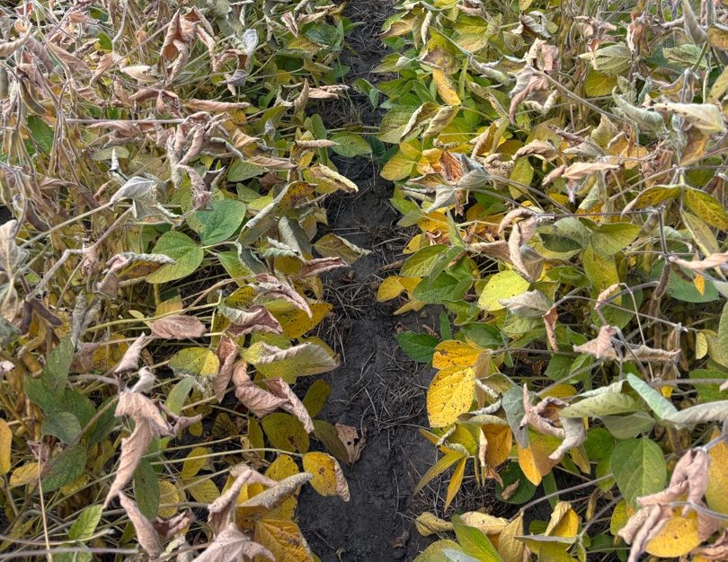 Photo par Catherine Pelletier, Gérard Maheu inc., Montérégie-Ouest
