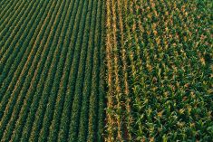 Champs de maïs et de soya côte à côte