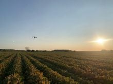 Semis de seigle dans le soya par Maryse Proulx, Ferme Las Vacas, Centre-du-Québec