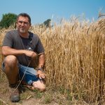 Michel Sauvé dans son champ de blé