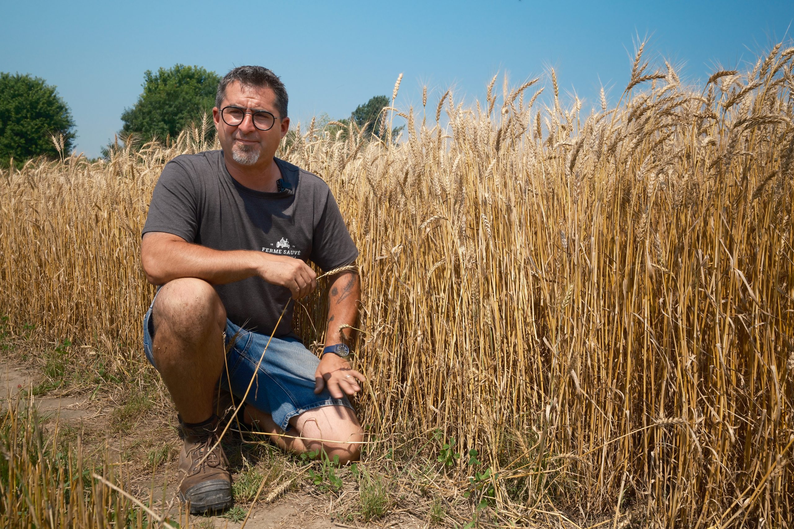 Michel Sauvé dans son champ de blé