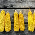 Photo par Renaud Péloquin, Ferme de Sainte-Victoire inc., Montérégie-Est.