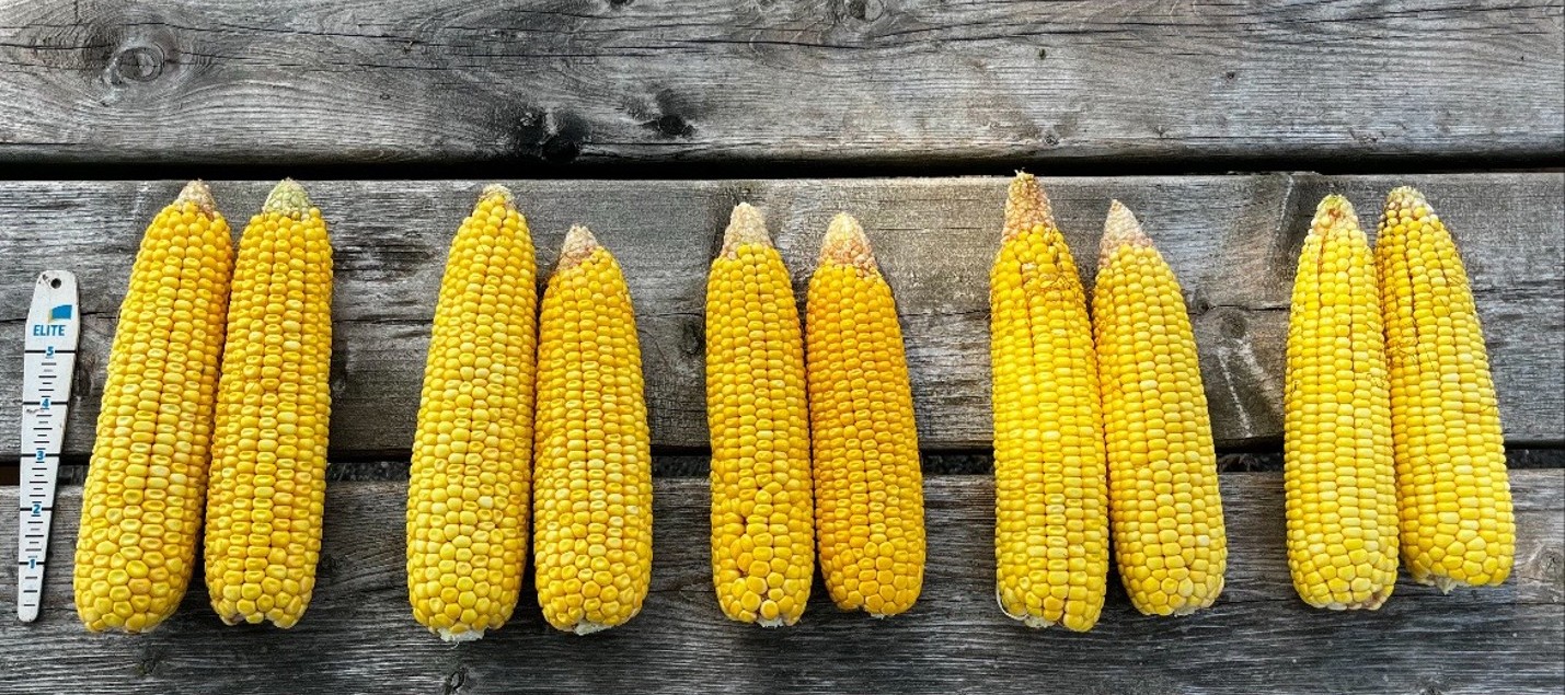 Photo par Renaud Péloquin, Ferme de Sainte-Victoire inc., Montérégie-Est.