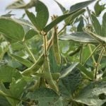 Le dicamba est dans la mire de Santé Canada