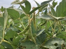 Le dicamba est dans la mire de Santé Canada