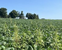 Champ en Ontario infesté par l'amarante de Palmer.