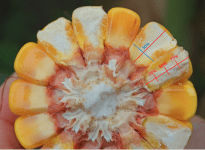 La ligne bleue est la ligne de démarcation entre la partie dure et la partie laiteuse de l’épi.