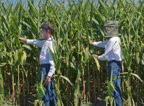 Le bord tranchant des feuilles de maïs peut facilement lacérer un œil, le nez ou les lèvres. Il est recommandé de porter des lunettes de sécurité avec parois latérales, ainsi qu’une visière ou un filet moustiquaire.