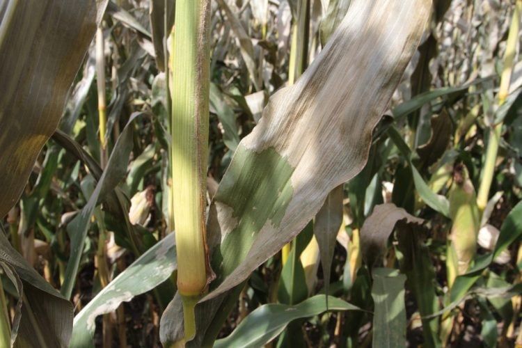 Météo : risque de gel au sol