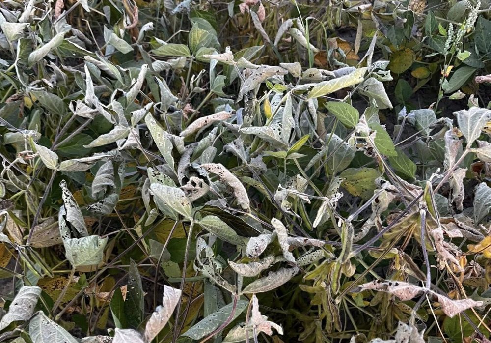 Impacts du gel dans un champ de soya.